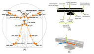 Figure 1 contain 3 graphics (a, b, and c). Figure 1A shows all human joints that are tracked by Kinect (Clark et al., 2012); Figure be shows the sensor components of frontward facing Kinect. Figure C shows the Kinect coordinate system, with y direction pointing vertically upwards from the Kinect, the x direction pointing horizontally right from the Kinect, and the z direction pointing horizontally out of the front of the Kinect. 